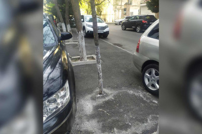 Tibb Universitetinin yaxınlığında ağaclar budanmaq əvəzinə kəsilir