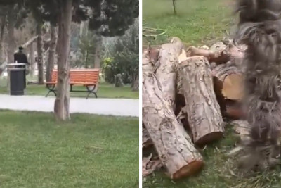 Qaraçuxur qəsəbə parkında ağaclar kütləvi şəkildə kəsilir