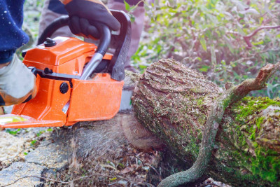 Bakıda ağacların kəsilməsi davam edir: daha bir fakt araşdırılıb