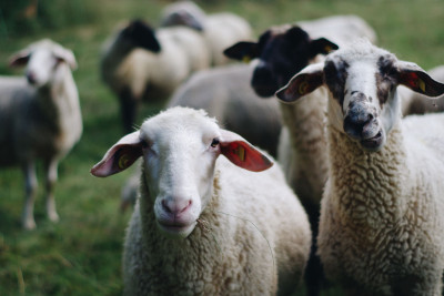 Qalada həyətdən 15 baş qoyun oğurlayan şəxs saxlanılıb