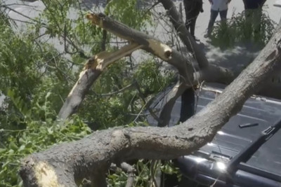 Bakıda iri ağac avtomobilin üstünə aşıb