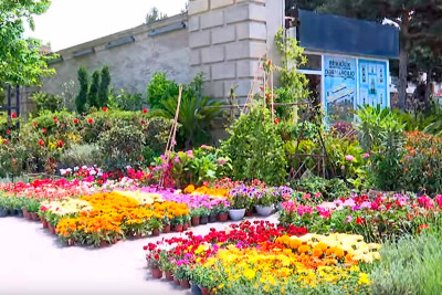 Bakıda 120 min manata ağac satılır