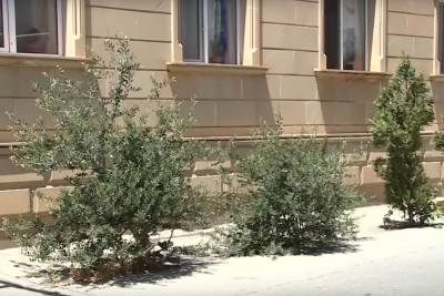 Bakıda daha bir küçədə ağacların dibi asfaltdan təmizlənib