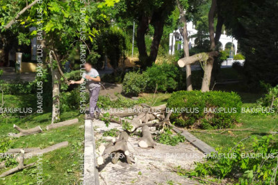 Qala divarlarının yanında ağac aşıb