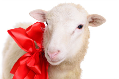 AQTA Qurban bayramı ilə bağlı sakinlərə çağırış edib