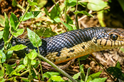 Xətai rayonunda ilan hücumu: sakinlər çölə çıxmağa qorxur