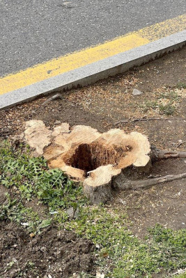 Nəsimi rayonunda kəsilən ağacların yerində parking yaradılıb