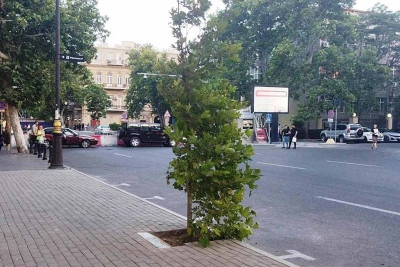Bakının mərkəzində yaradılan, sonradan sökülən qanunsuz parkinqin yerində ağac əkilib