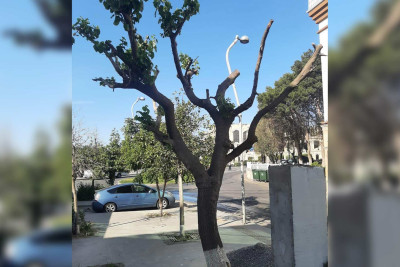 Binəqədidə ağacın budaqlarını qanunsuz budayan şəxs cərimələnib