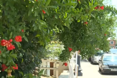 Yol kənarında bitən ağacların meyvələrini yemək olarmı?