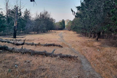 Bakıxanov qəsəbə sakinləri həyəcan təbili çalır: ərazidə ağaclar quruyur