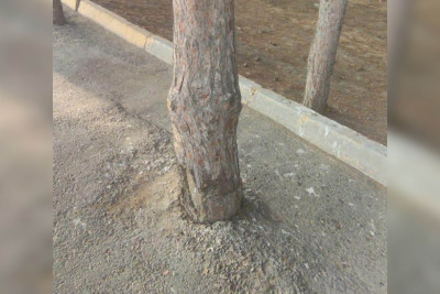 Nərimanov rayonunda ağacın asfaltlanmış dibi təmizlənib