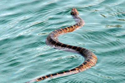 AMEA Zoologiya İnstitutunun aparıcı elmi işçisi: “Çimərliklərdə rast gəlinən ilanlar zəhərli deyil”