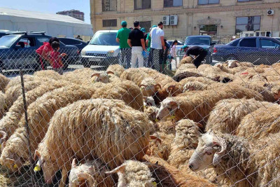 Bakıda Qurban bayramı münasibətilə heyvanlar kəsilib