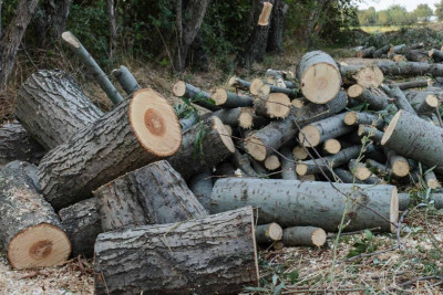 Tikinti şirkəti qanunsuz ağac kəsməkdə ittiham olunur