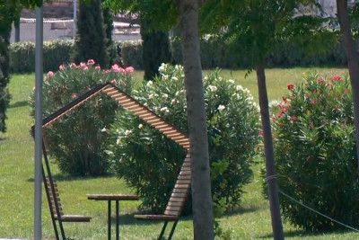 Bakıda dekorativ gül kimi əkilən oleandrlar zəhərlidirmi?