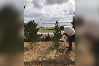 Səbail rayonunda küləyin aşırdığı ağacların yerində yeniləri əkilib
