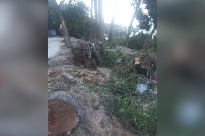 Səbail rayonunda irigövdəli ağaclar məhv edilib: fakt araşdırılır