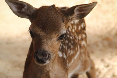 Bakı zooparkının yeni sakini anadan olub