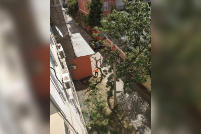 Binəqədidə naməlum şəxslər ağacı və kolları kəsərək məhv ediblər