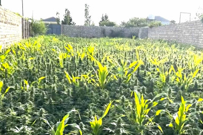 Bakıda narkotacirlərə qarşı mübarizə davam edir