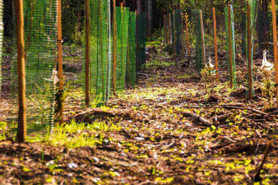 Xətai rayonunda ağaclar xəstəlikdən quruyur