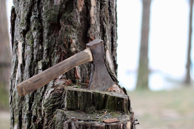 Mərdəkan qəsəbəsində ağac kəsən şəxsə cinayət işi açılıb