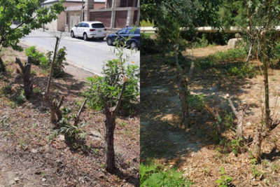 Xətai rayonu: Cavanşir küçəsində ağaclar kəsilir?