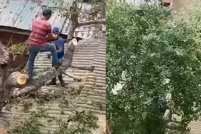 Bakıda ağacların hansı səbəbdən kəsildiyi məlum olub