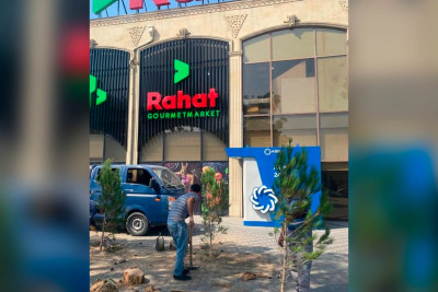 Buzovna qəsəbəsində kəsilən ağacların yerinə yeniləri əkilib