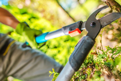 Xətai rayonu: “Zeytunluq”da ağacları kəsən şirkət cərimələnib