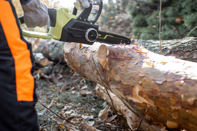 Bakıda tikinti işlərini aparmaq üçün ağacları kəsən şirkətə cinayət işi açılıb