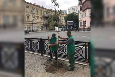 Səbail rayonunda güclü küləyin fəsadları aradan qaldırılıb
