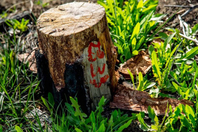 Bakıda ağacları qanunsuz kəsən daha bir nəfər aşkar olunub