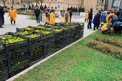 Bakıda yaşıllaşdırmaya 3 milyon AZN-ə yaxın vəsait ayrılacaq