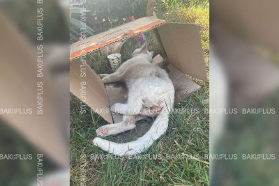 Bakıda zoofil peyda olub: metronun yanında pişik zorlanıb