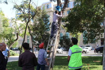 Səbail rayonunda ağaclara quşlar üçün taxtadan hazırlanmış evlər quraşdırılıb