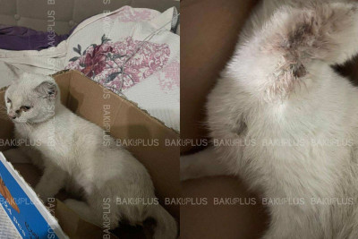 Bakıda zoofil tərəfindən zorlanan pişik himayəyə götürülüb