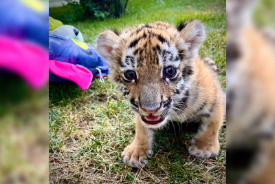 Bakı Zooparkında ikinci dişi pələng balası dünyaya gəlib
