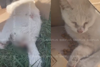 DİN: Bakıda zorlanan pişiklə bağlı görüntü araşdırılır: hadisəyə hüquqi qiymət veriləcək