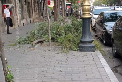 Şəhərin mərkəzində ağacın budağı qırılaraq piyada səkisinə düşüb