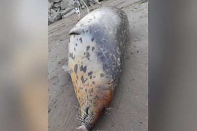 Buzovna çimərliyində suiti cəsədi aşkarlanıb