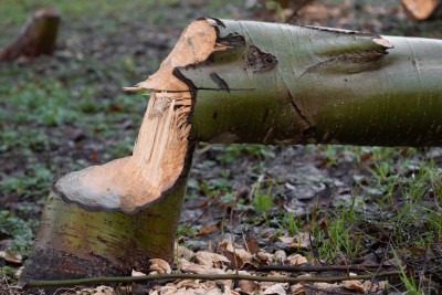 Bakıda 22 ağac qanunsuz kəsilib