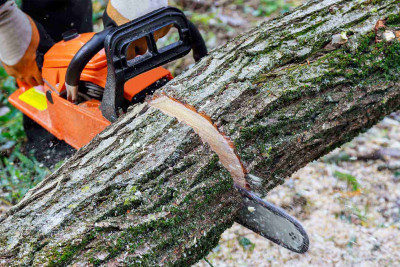 Xətai: Sarayevo küçəsində ağaclar qanunsuz kəsilib