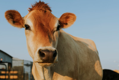 Bakıda heyvan kəsimi məntəqələrində növbəti reyd keçirilib