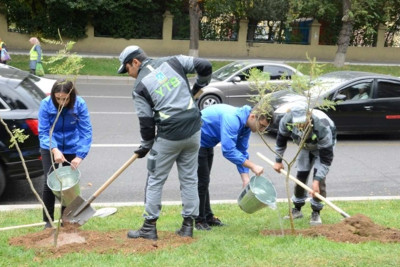 Bakının mərkəzində müxtəlif növ ağacların əkilməsinə başlanılıb