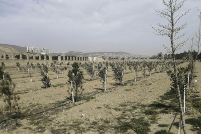 Bakıda genişmiqyaslı ağac əkilməsinə start verilir