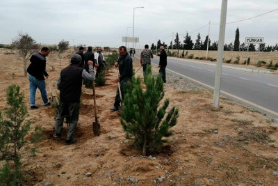 Türkan qəsəbəsində növbəti ağacəkmə aksiyası keçirilib