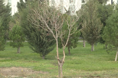 Binəqədi: S.S.Axundov küçəsində yerləşən parklarda ağaclar məhv edilir