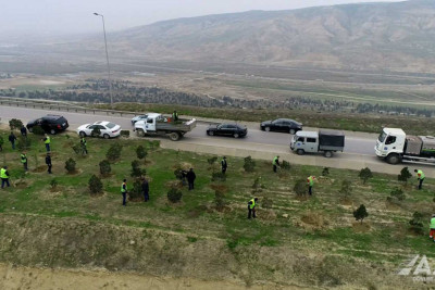 Bakı Dairəvi Avtomobil Yolunun ərazisində 2000 ədəd ağac əkilib